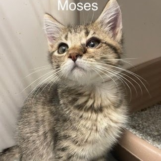 Moses, an adoptable Domestic Medium Hair in Kingman, KS, 67068 | Photo Image 5