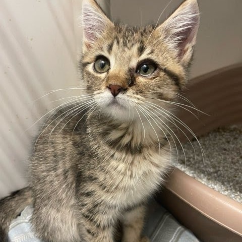 Moses, an adoptable Domestic Medium Hair in Kingman, KS, 67068 | Photo Image 6