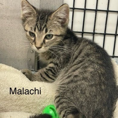Malachi (orange collar)