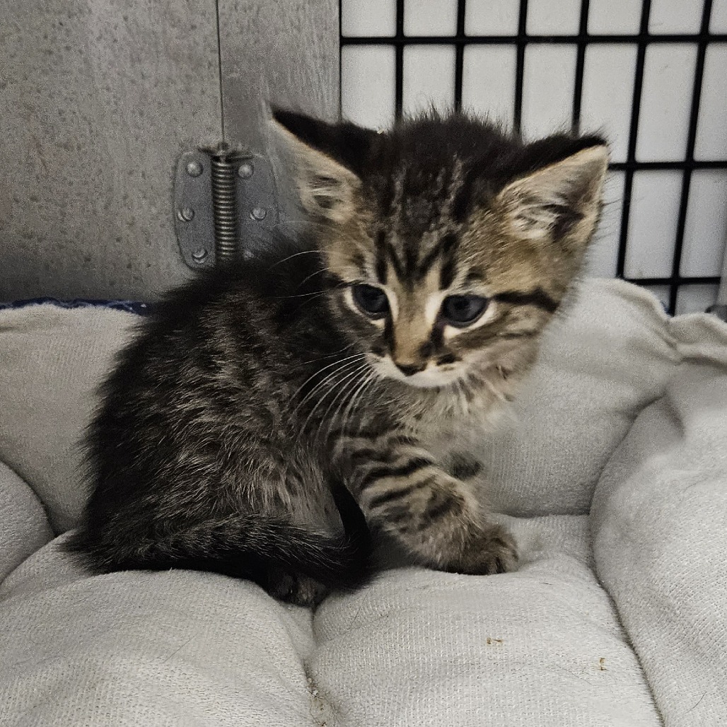 Malachi (orange collar), an adoptable Domestic Short Hair in Kingman, KS, 67068 | Photo Image 2
