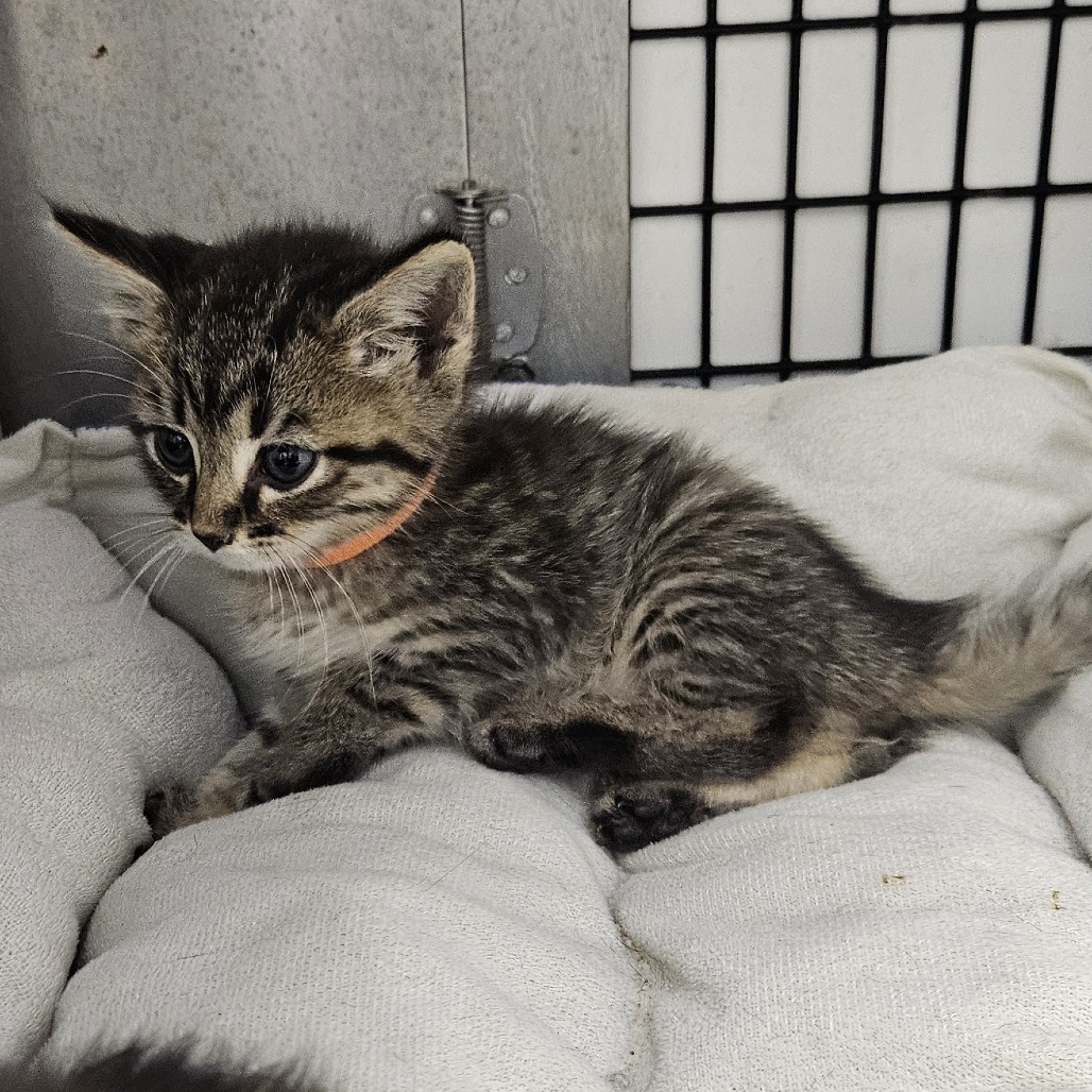 Malachi (orange collar), an adoptable Domestic Short Hair in Kingman, KS, 67068 | Photo Image 3