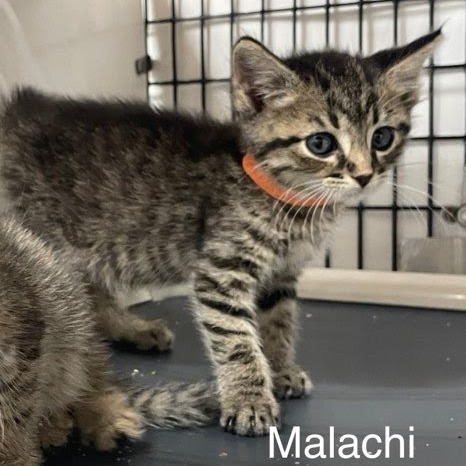 Malachi (orange collar)