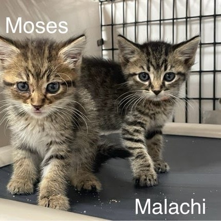 Malachi (orange collar), an adoptable Domestic Short Hair in Kingman, KS, 67068 | Photo Image 5