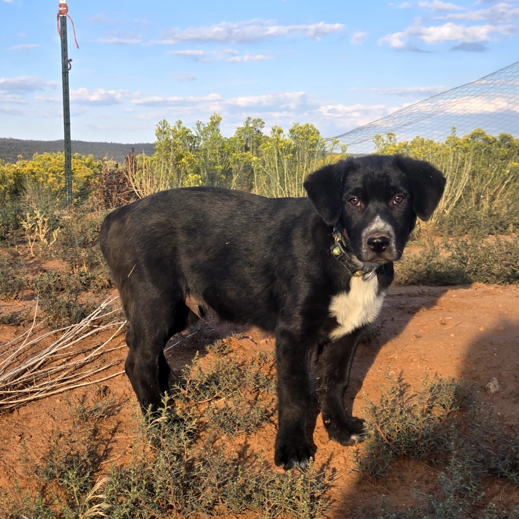 Draven, an adoptable Mixed Breed in Moab, UT, 84532 | Photo Image 1