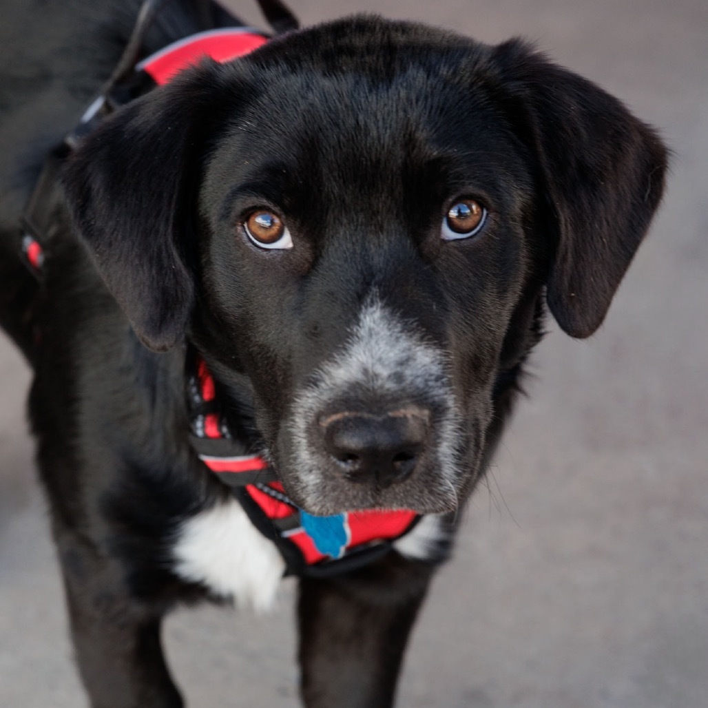Draven, an adoptable Mixed Breed in Moab, UT, 84532 | Photo Image 1