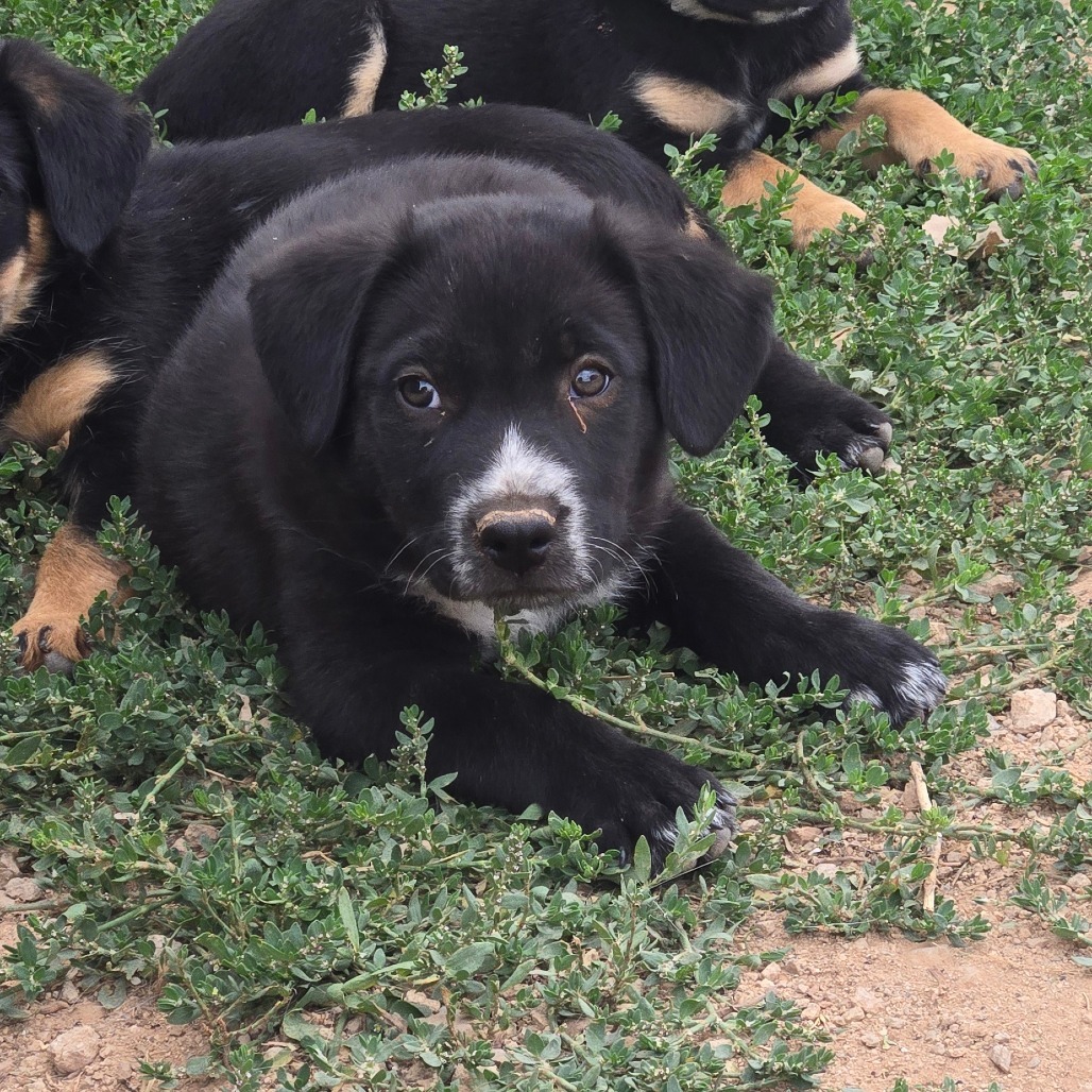 Draven, an adoptable Mixed Breed in Moab, UT, 84532 | Photo Image 2