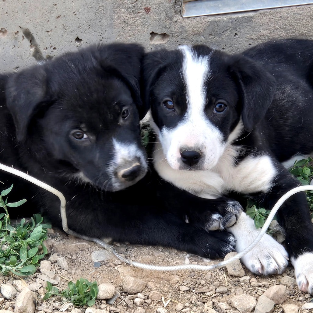 Draven, an adoptable Mixed Breed in Moab, UT, 84532 | Photo Image 3