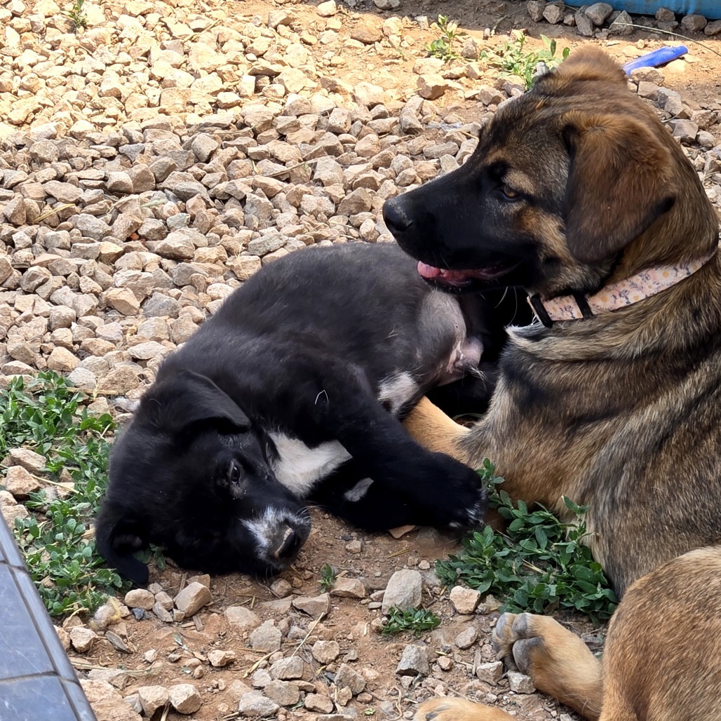 Draven, an adoptable Mixed Breed in Moab, UT, 84532 | Photo Image 4