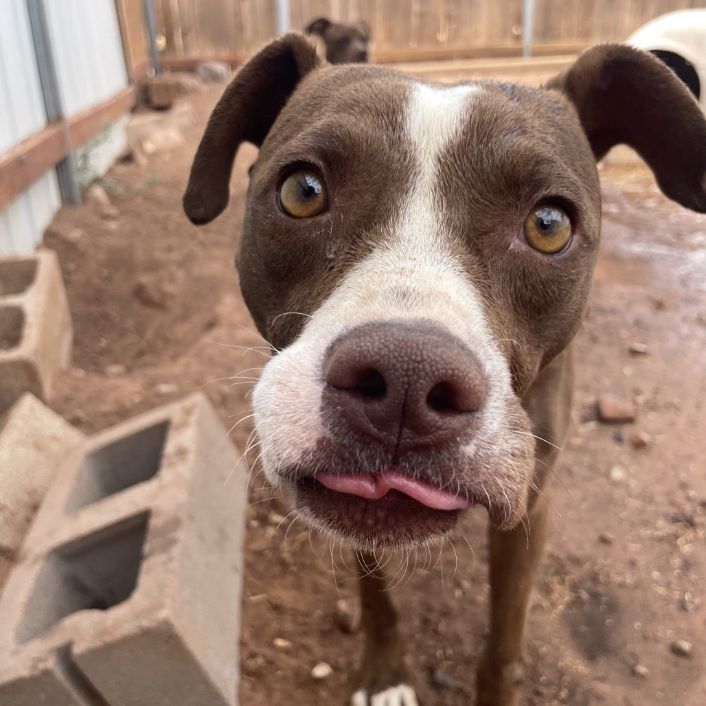 Whiskey, an adoptable Mixed Breed in Moab, UT, 84532 | Photo Image 1