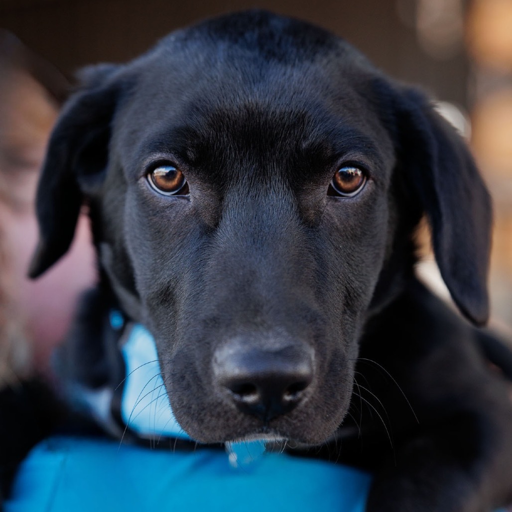 Hex, an adoptable Mixed Breed in Moab, UT, 84532 | Photo Image 1