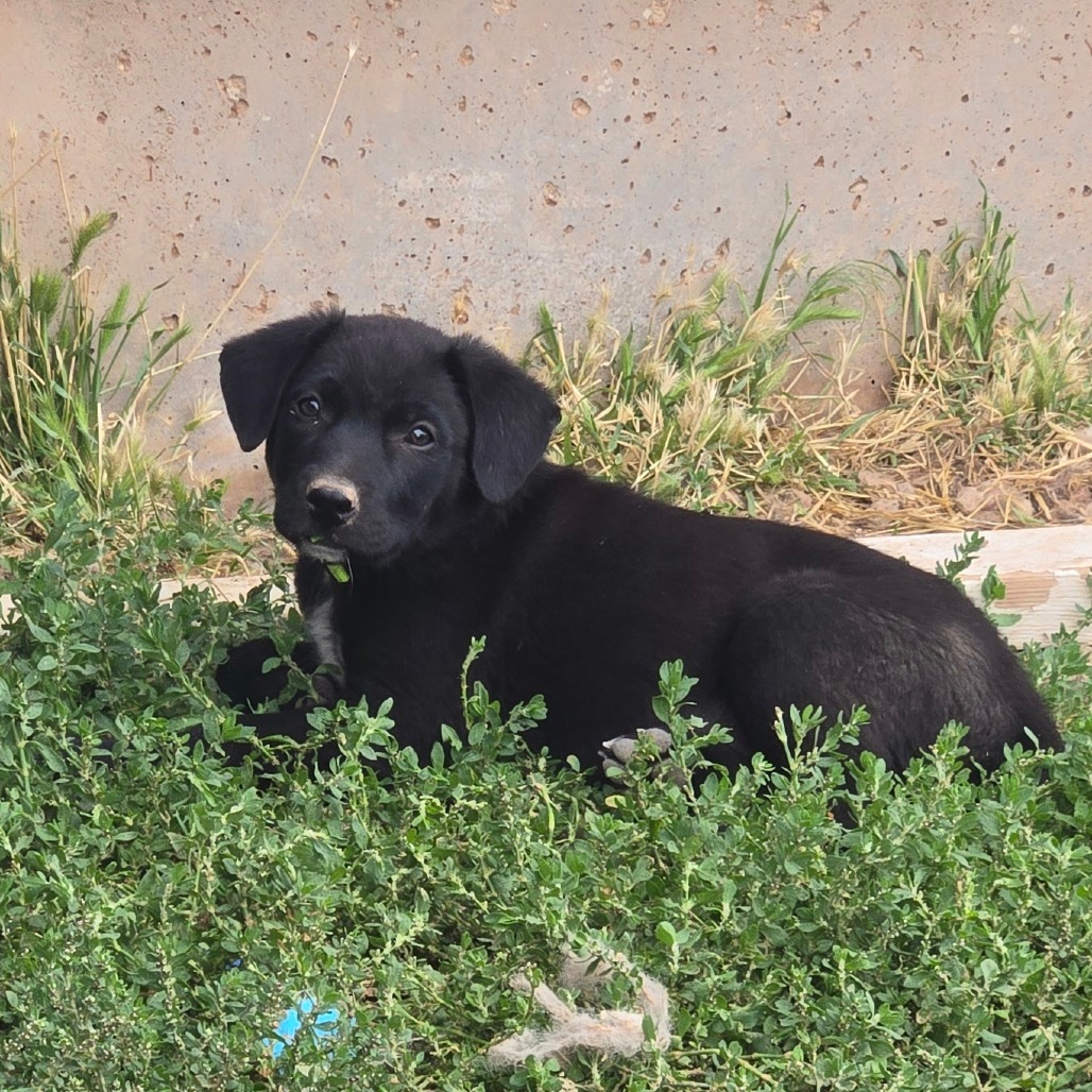 Hex, an adoptable Mixed Breed in Moab, UT, 84532 | Photo Image 2