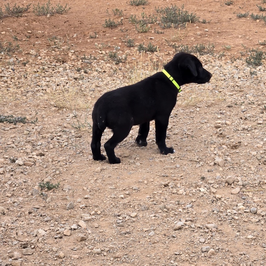 Hex, an adoptable Mixed Breed in Moab, UT, 84532 | Photo Image 3