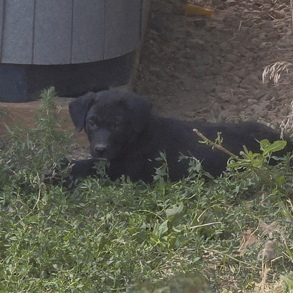 Hex, an adoptable Mixed Breed in Moab, UT, 84532 | Photo Image 4