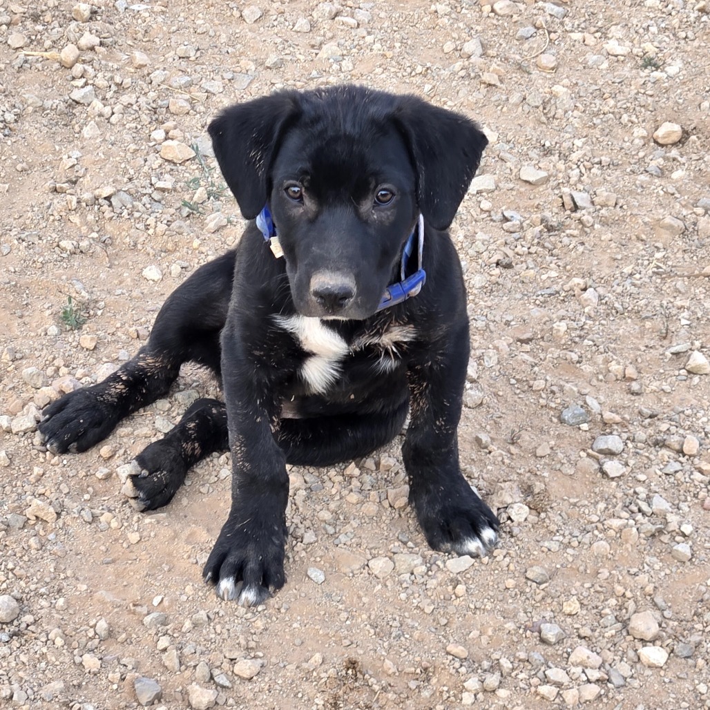 Hex, an adoptable Mixed Breed in Moab, UT, 84532 | Photo Image 5
