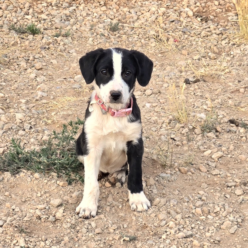 Vesper, an adoptable Mixed Breed in Moab, UT, 84532 | Photo Image 1