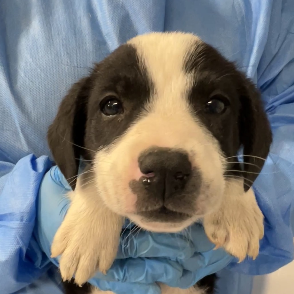 Vesper, an adoptable Mixed Breed in Moab, UT, 84532 | Photo Image 2