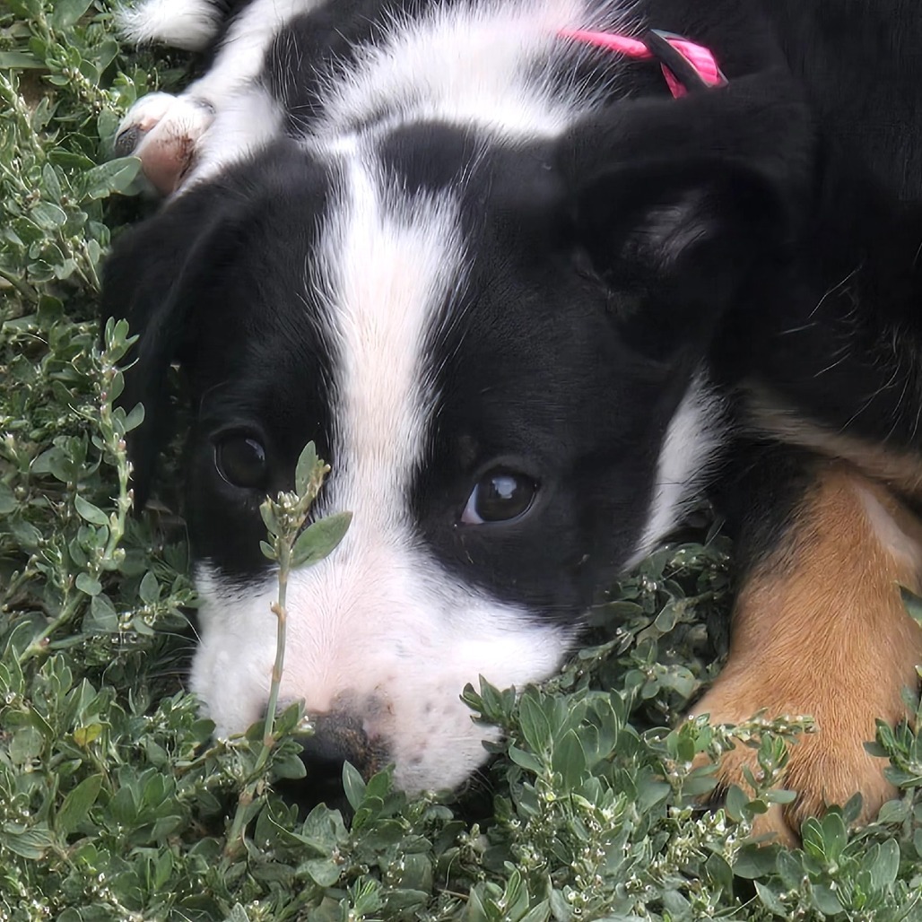 Vesper, an adoptable Mixed Breed in Moab, UT, 84532 | Photo Image 3