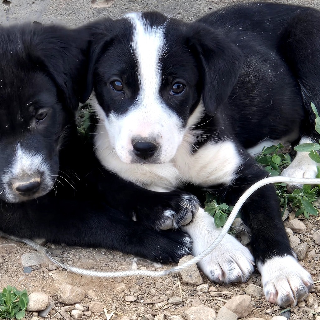 Vesper, an adoptable Mixed Breed in Moab, UT, 84532 | Photo Image 5