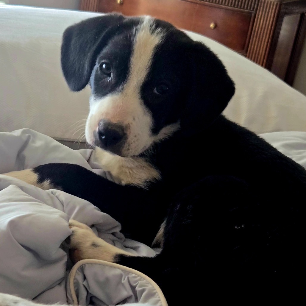 Vesper, an adoptable Mixed Breed in Moab, UT, 84532 | Photo Image 6