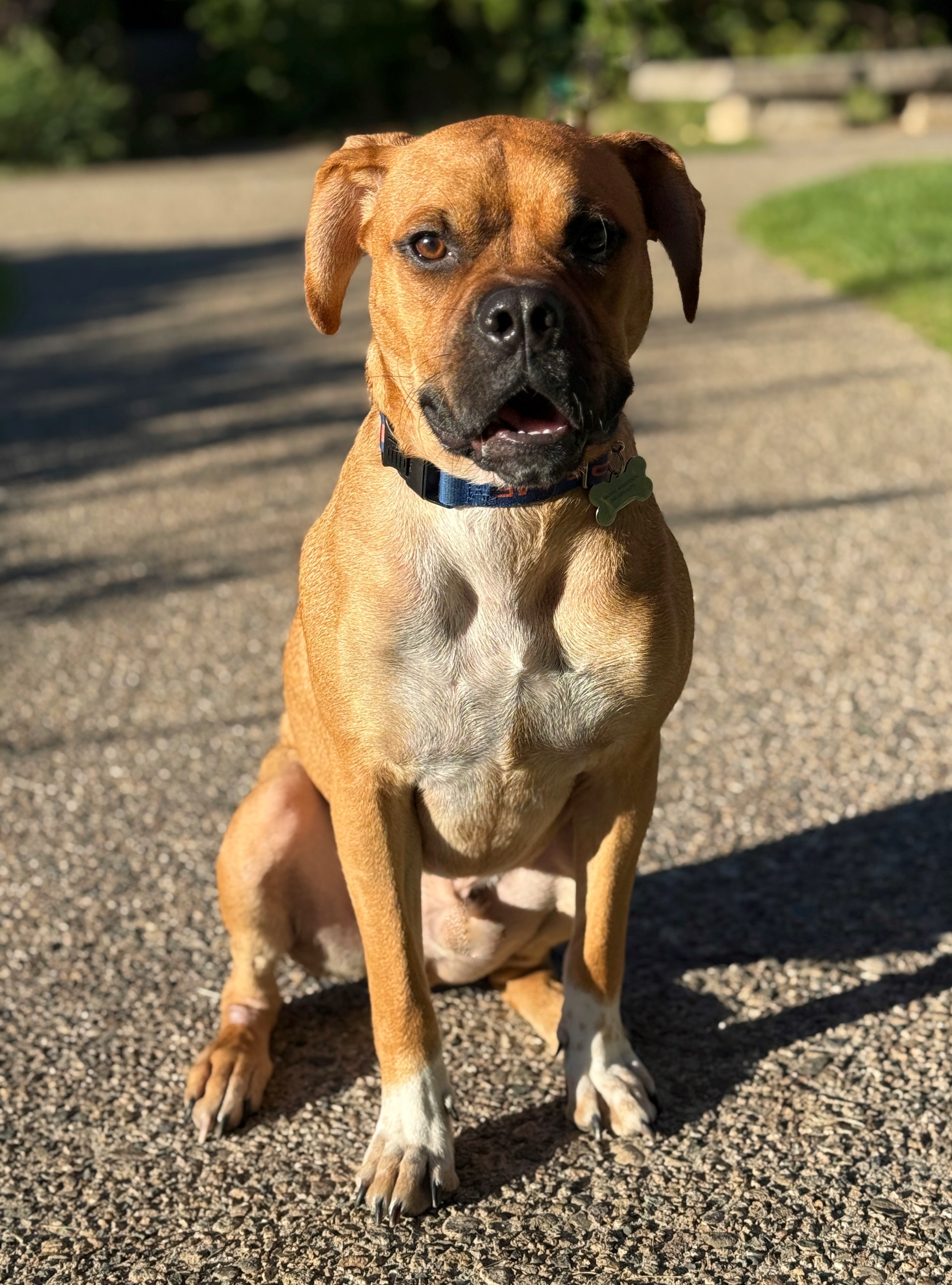 Duke, an adoptable Boxer in Twin Falls, ID, 83301 | Photo Image 1