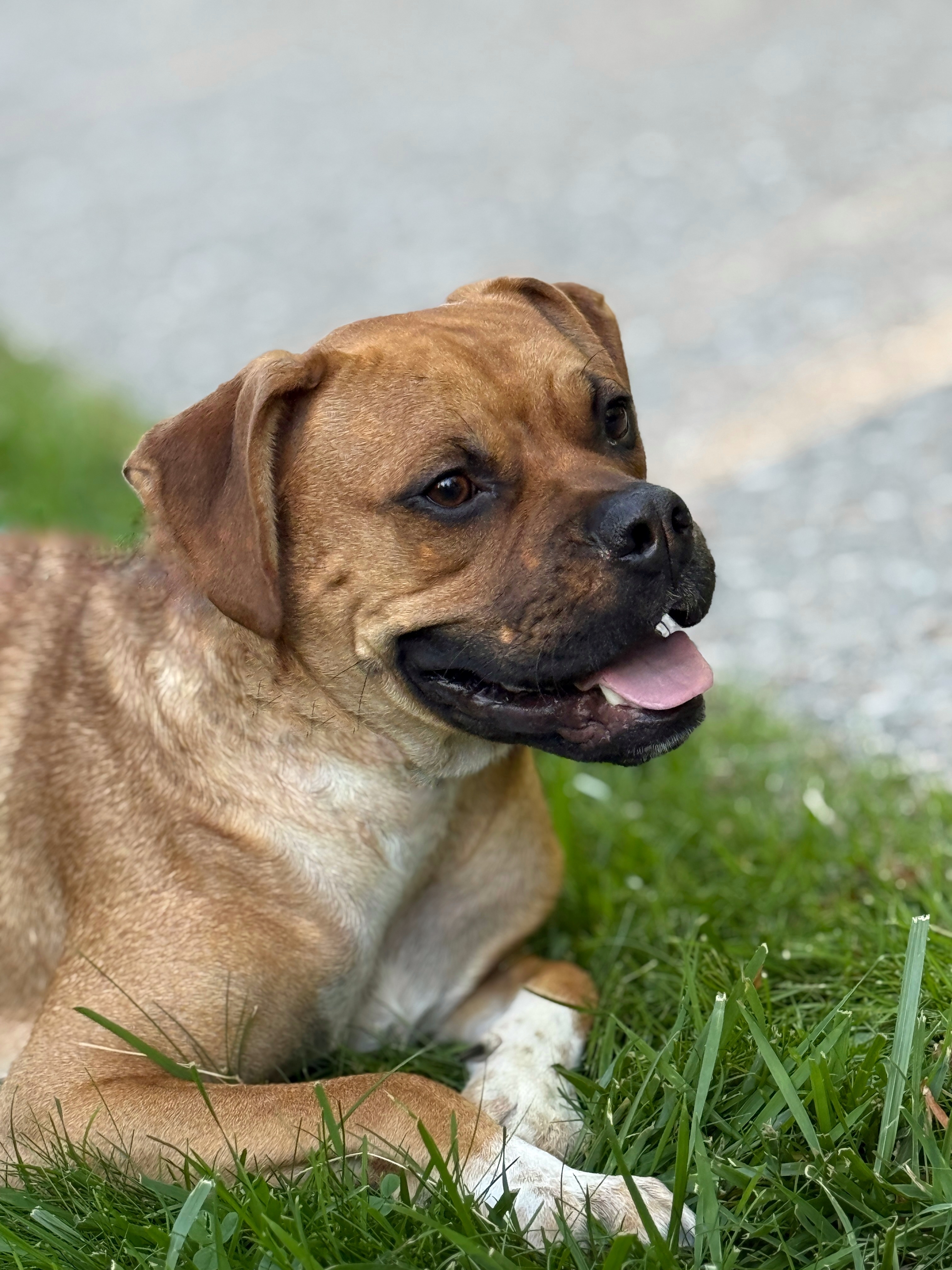 Duke, an adoptable Boxer in Twin Falls, ID, 83301 | Photo Image 2