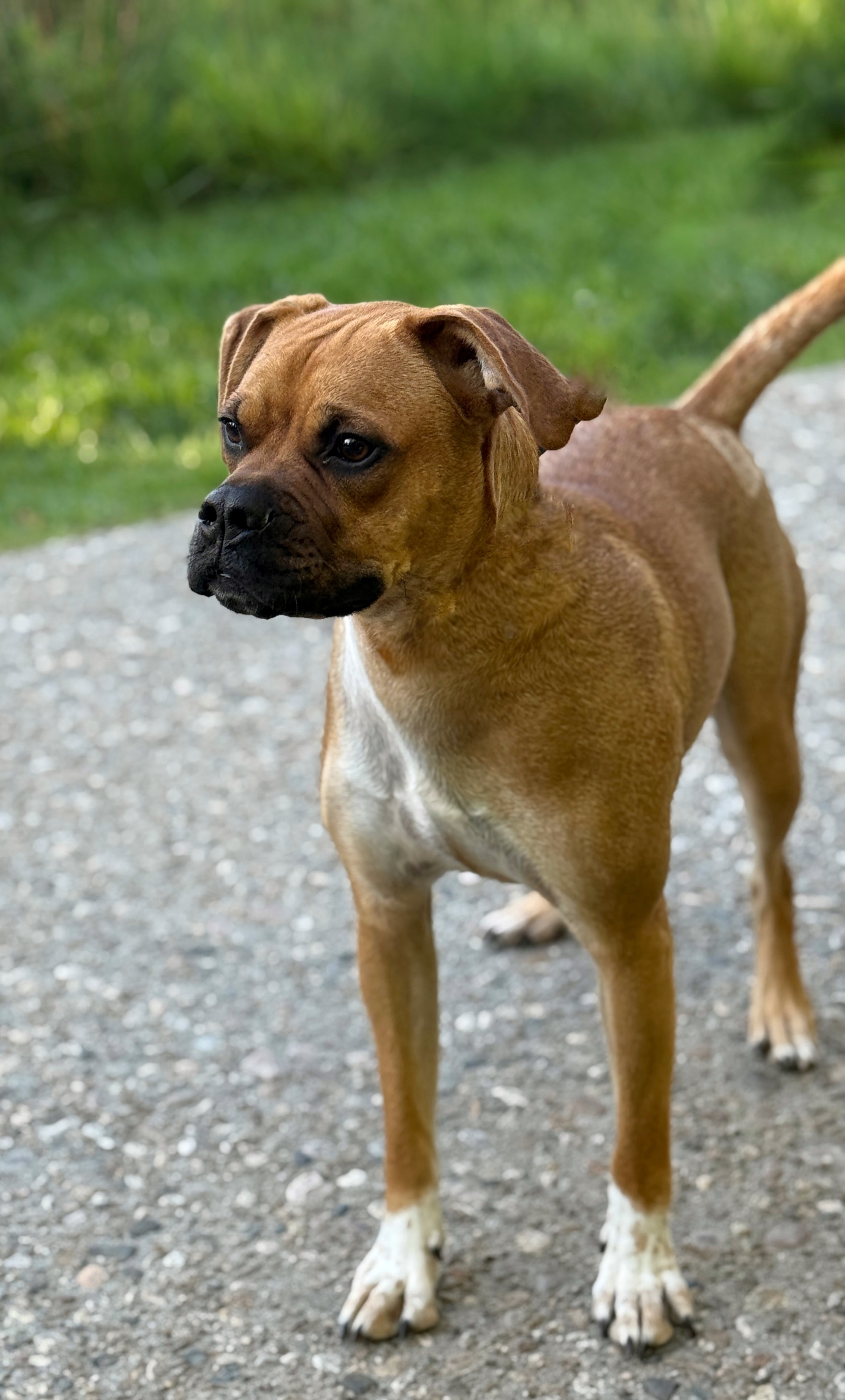 Duke, an adoptable Boxer in Twin Falls, ID, 83301 | Photo Image 4