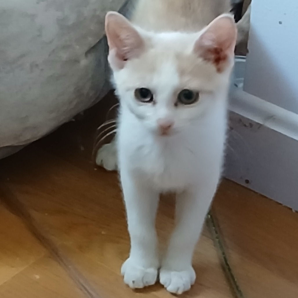 Ripley