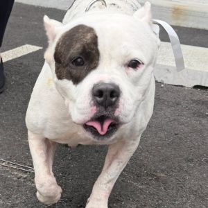 Miss Honey, Adult Female unknown