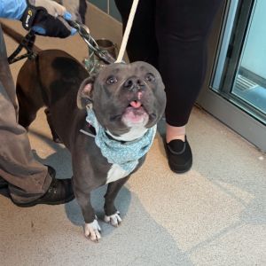Mochi, Adult Male unknown