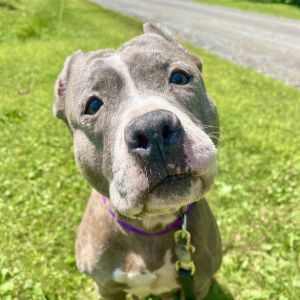 Raven, Senior Female unknown