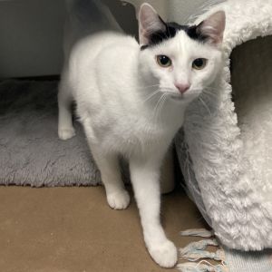 Chloe, Young Female unknown