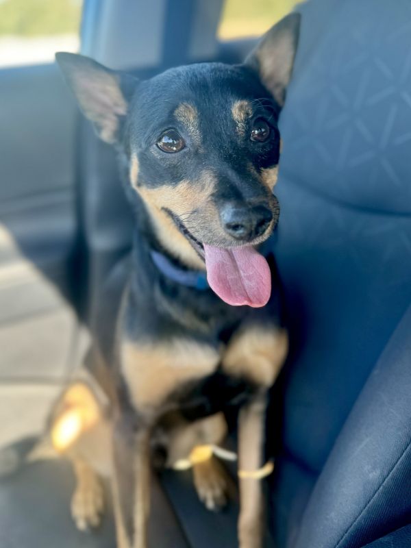 Buddy
