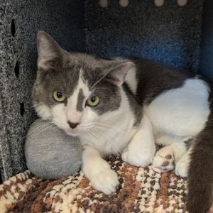 Carl- WORKING CAT, Adult Male unknown