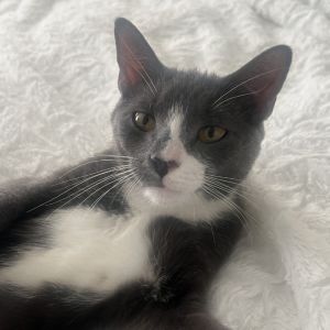 Reba, Adult Female unknown