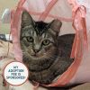Turnip-IN FOSTER photo 1