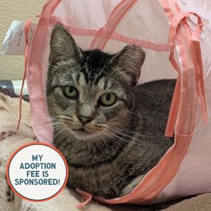 Turnip-IN FOSTER, Adult Female unknown