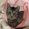 Turnip-IN FOSTER photo 2