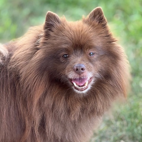 Bear Bear