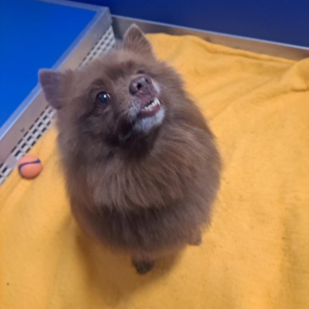 Bear Bear