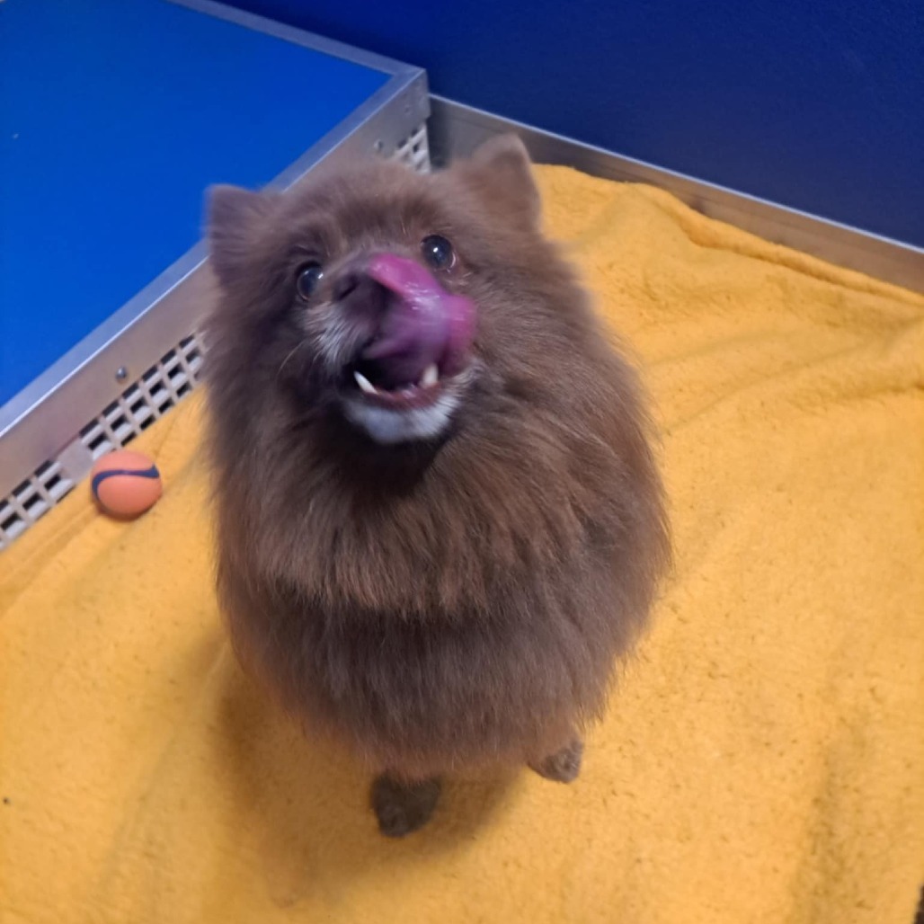Bear Bear