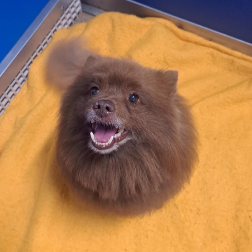 Bear Bear