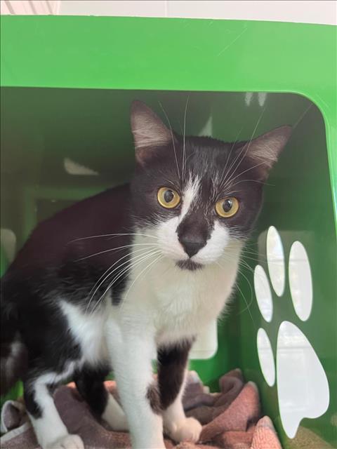 KUZAN, an adoptable Domestic Short Hair in Loveland, CO, 80538 | Photo Image 1
