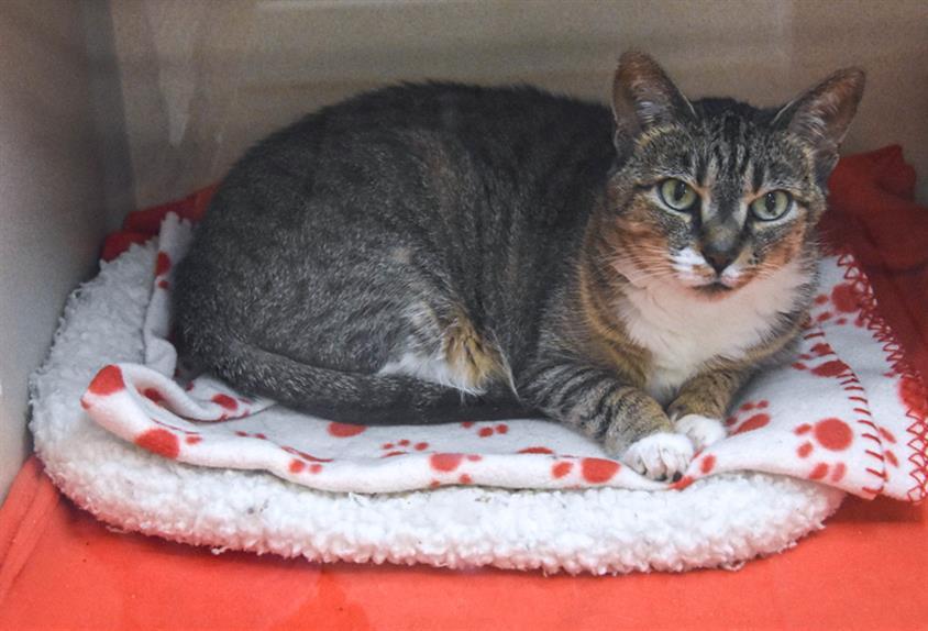 LITTLE, an adoptable Domestic Short Hair in Loveland, CO, 80538 | Photo Image 1