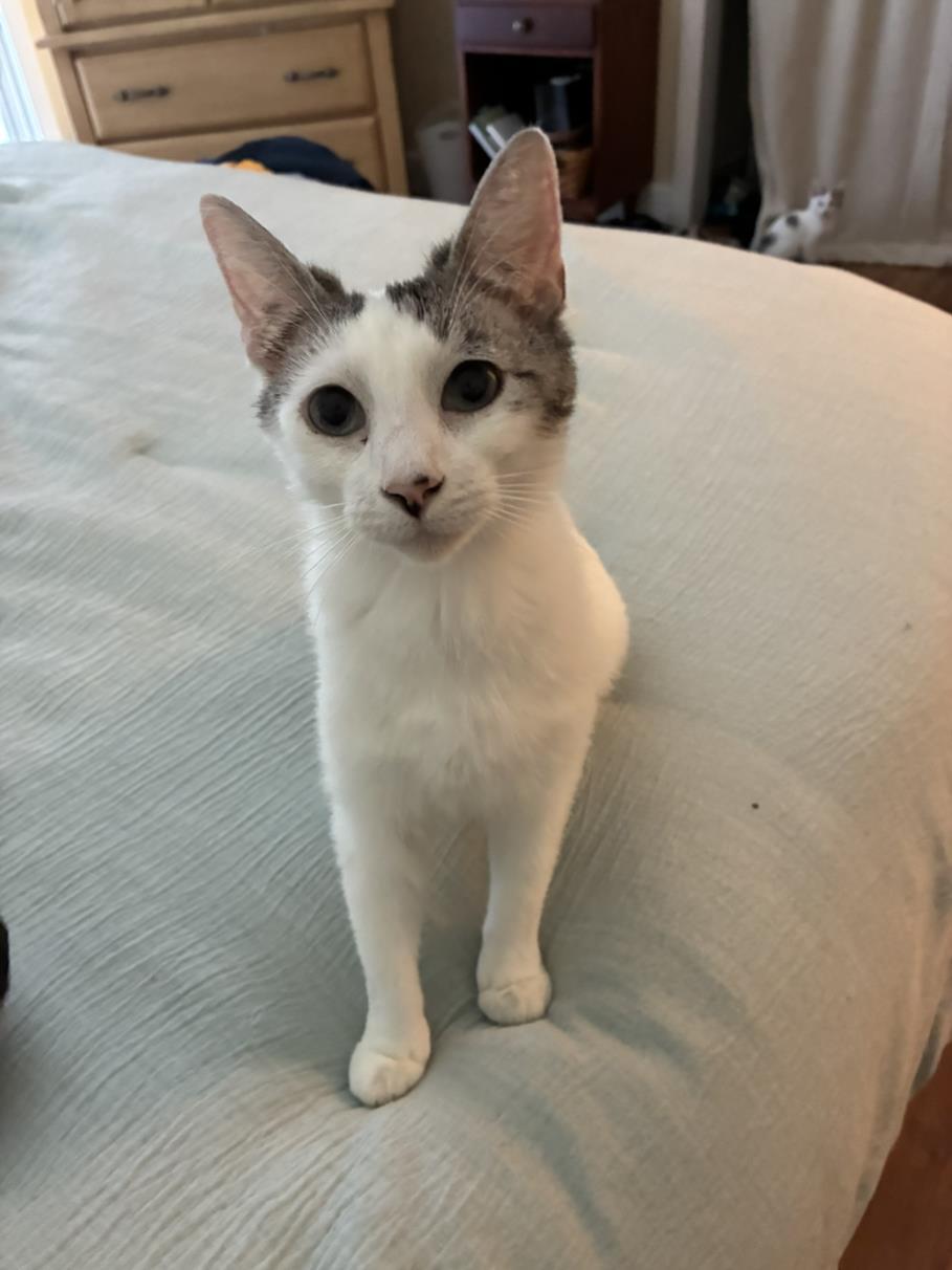 ELLA