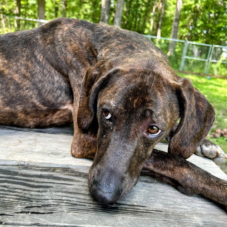 Yogi Beara