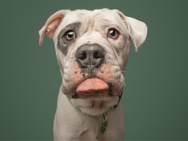 PETEY