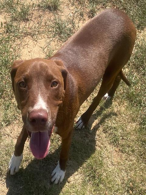 Simon