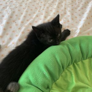 Midnight, Baby Male unknown