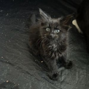 Sable, Baby Female unknown