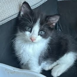 Tux, Baby Male unknown